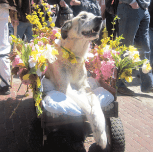Nantucket Daffodil Festival Dog Parade