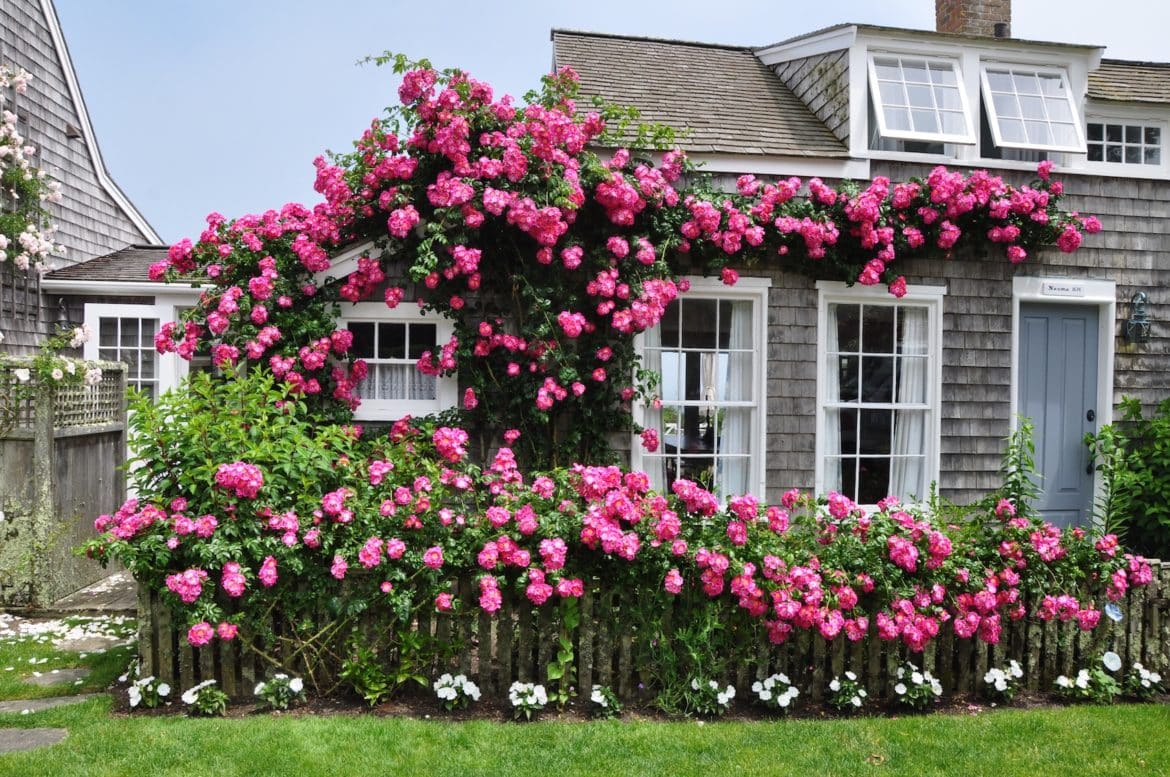 Stop Smell The Roses In Sconset On Nantucket Island