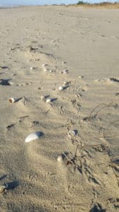 Nantucket perwinkles on sand