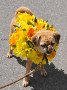 Nantucket Daffodil Festival Dog