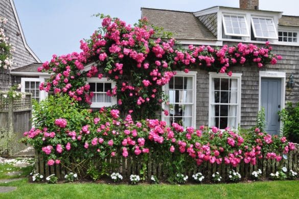 Nantucket Rose Cottage Sconset