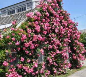 Roses on Mitchell Street Sconset