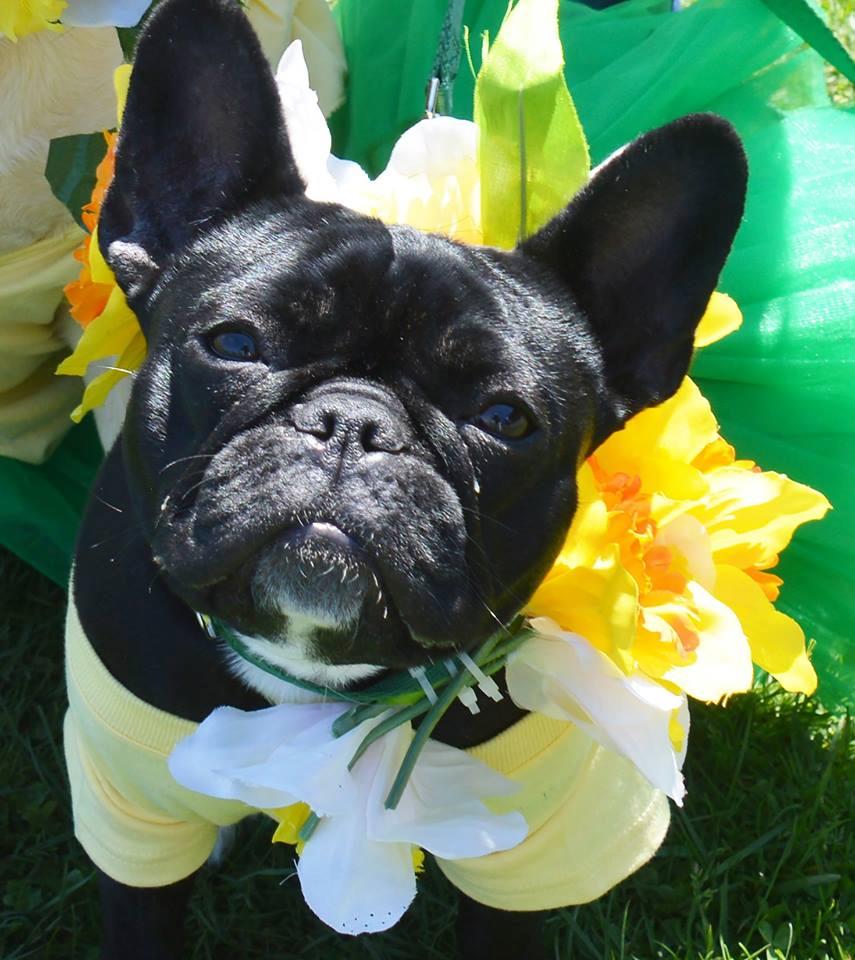 Nantucket Island Daffodil Dog Parade