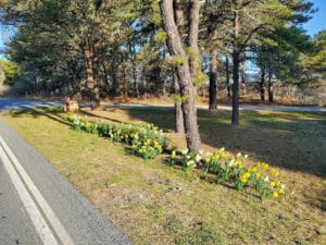 Daffodils on Nantucket