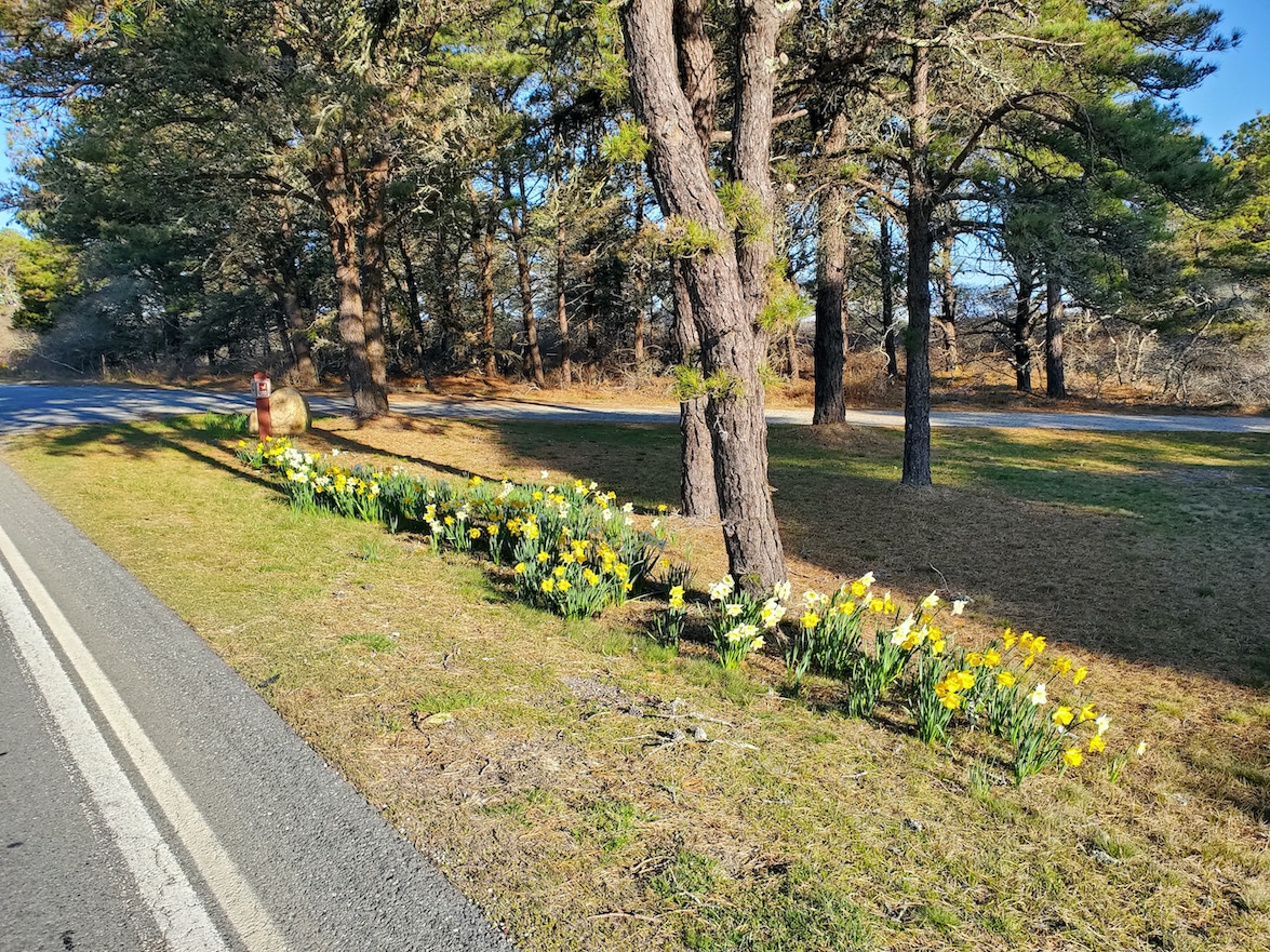 How to Celebrate Nantucket Daffodils without the 2020 Daffodil Festival