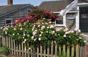 Sconset Roses on Nantucket