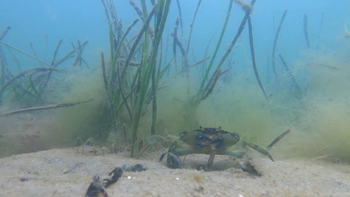 Nantucket_Green_Crab