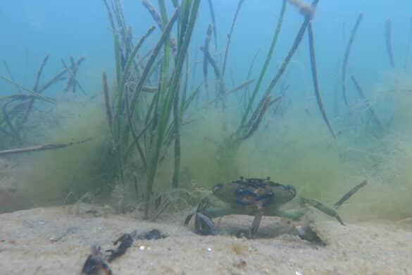 Nantucket_Green_Crab