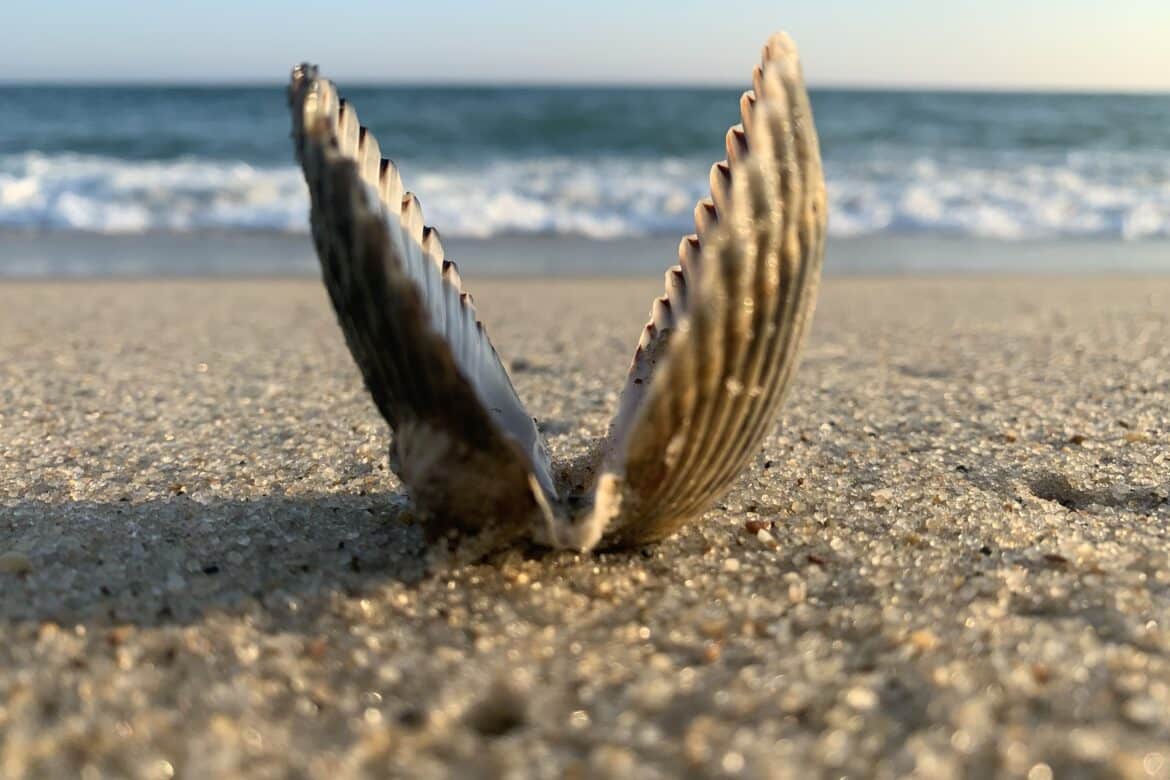 Piper-ONeill-Crested-Butte-CO_OpenScalloponBeach