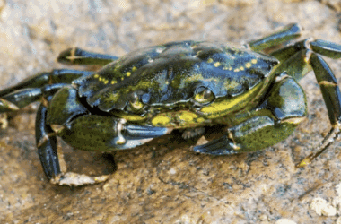 Greencrab