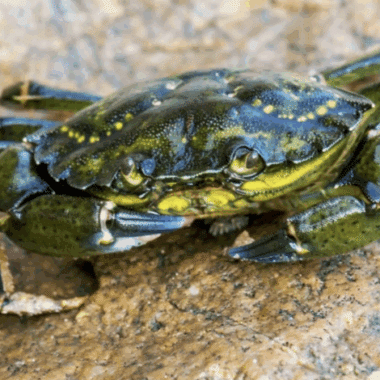 Greencrab